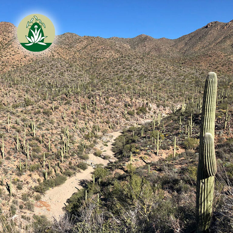 Desert Alchemy November 2022