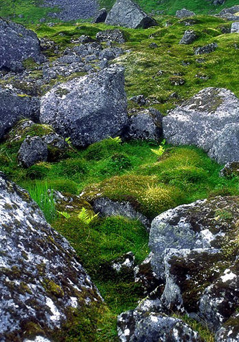 Stone Circle (Alaskan Essences)