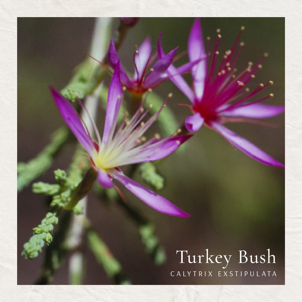 Turkey Bush (Australische Buschblüten Essenzen)