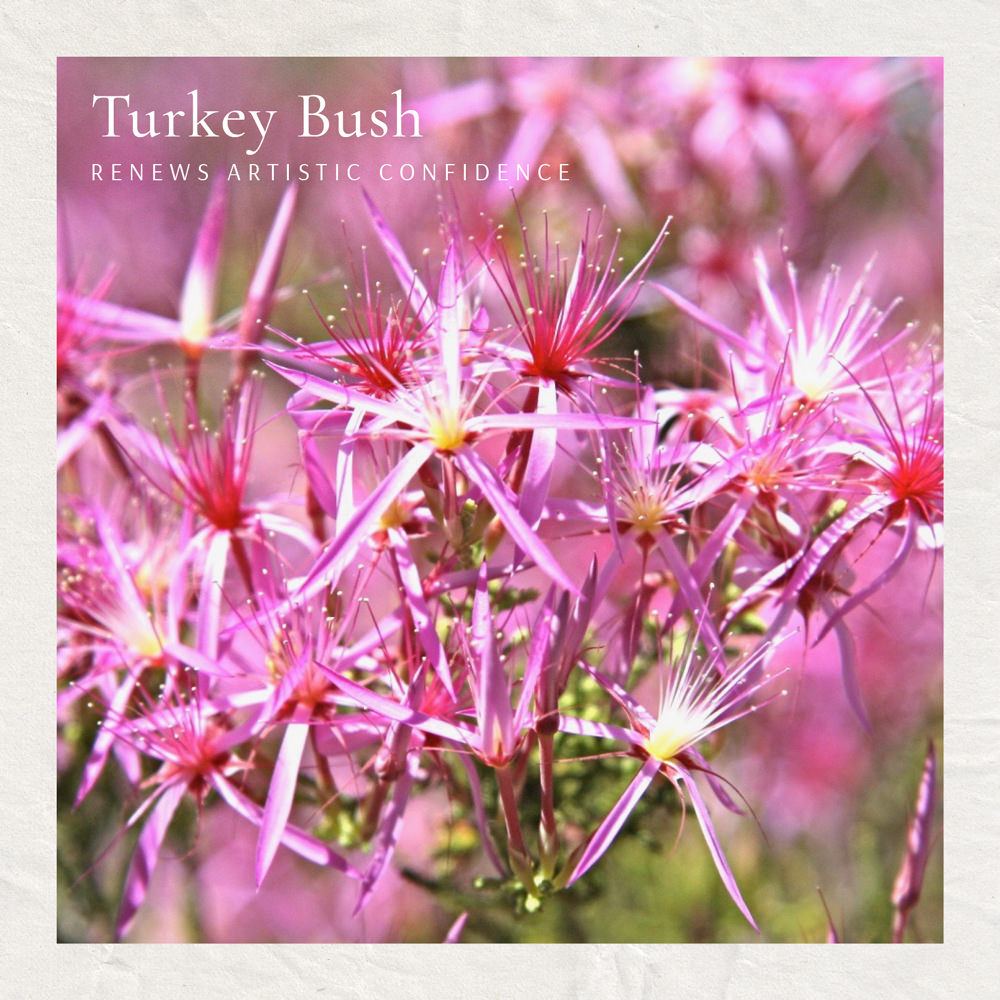 Turkey Bush (Australische Buschblüten Essenzen)