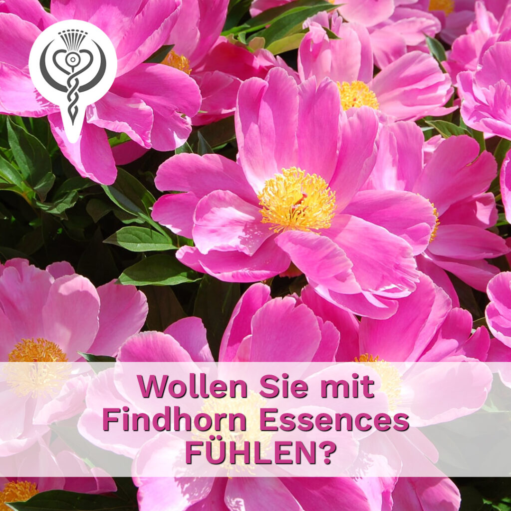 Wollen Sie mit Findhorn Essences FÜHLEN?