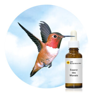 Read more about the article Hummingbird (Wild Earth Tieressenzen)
