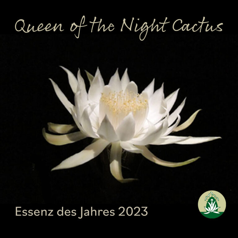 Dal queen of the night