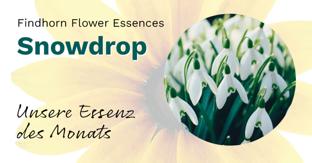 Snowdrop (Findhorn Flower Essences) Das Essenzen Blog
