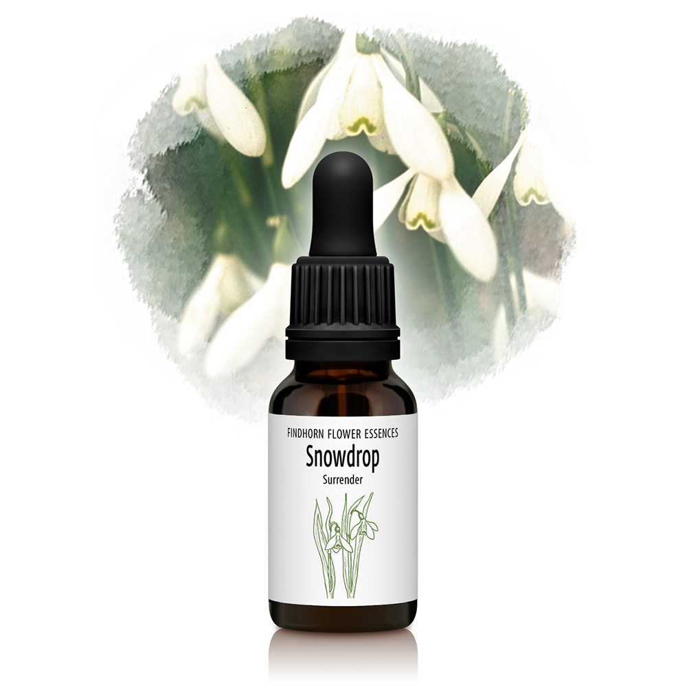 Snowdrop (Findhorn Flower Essence)