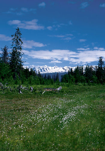 Bog (Alaskan Essences)