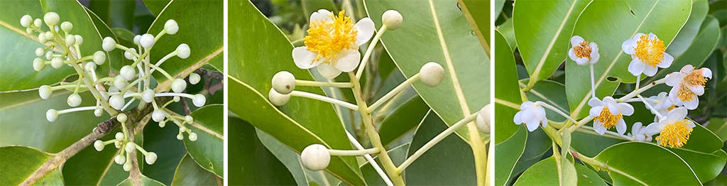 Calophyllum (Australische Buschblüten Essenzen)
