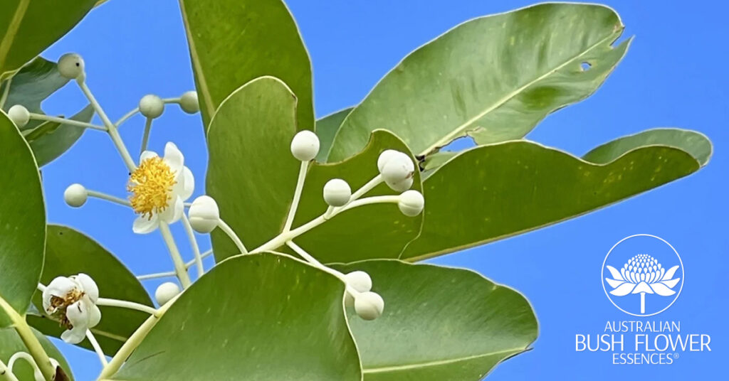 Calophyllum (Australische Buschblüten Essenzen)