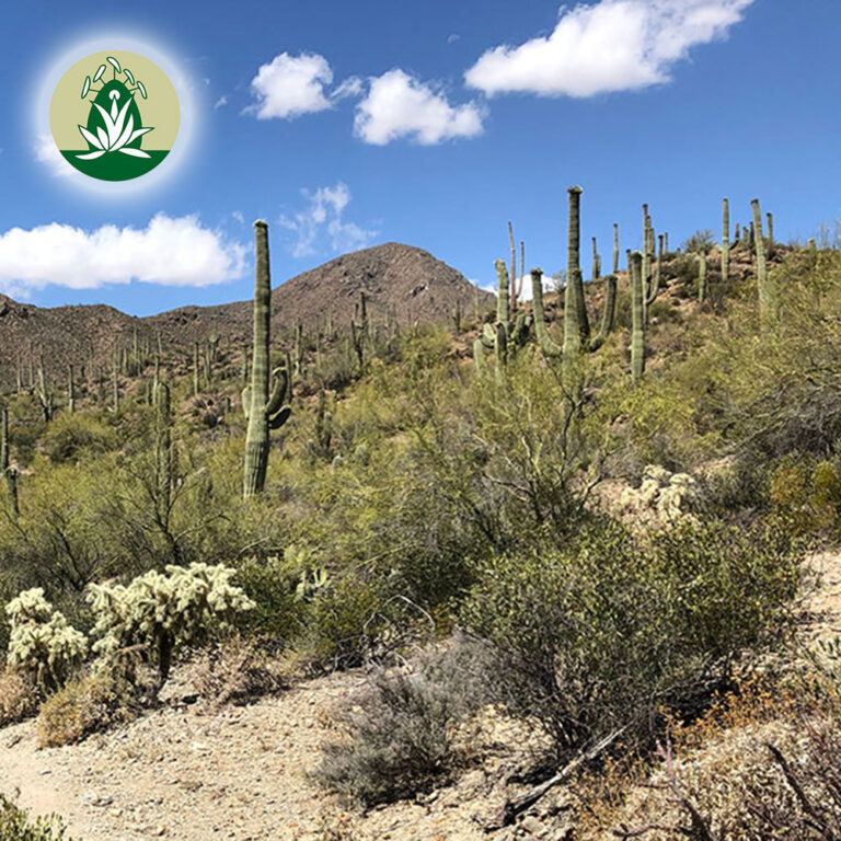 Desert Alchemy Juni 2023