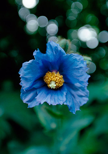 Blue Poppy (Alaskan Essences)