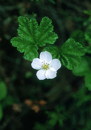Cloudberry (Alaskan Essences)