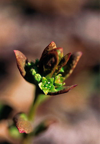 Comandra (Alaskan Essences)