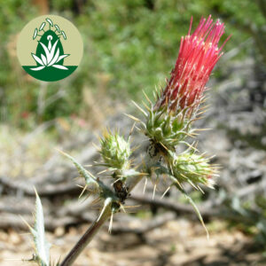 Read more about the article Blütenessenz Highlight: Thistle (Desert Alchemy)