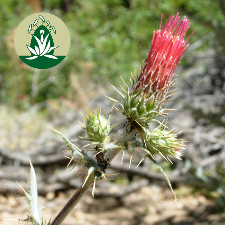 Thistle (Desert Alchemy)