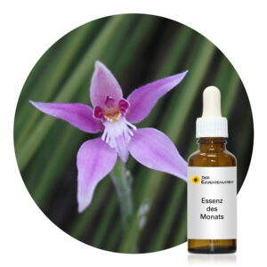 Read more about the article Pink Fairy Orchid (Living Essences of Australia)