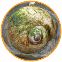 Moon Snail (Pacific Essences)