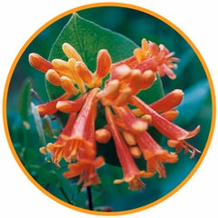Orange Honeysuckle (Pacific Essences)