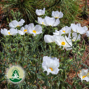 Read more about the article Blütenessenz Highlight: Prickle Poppy (Desert Alchemy)