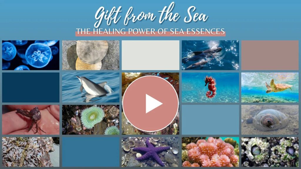 Video: Gift from the Sea – the healing power of sea essences