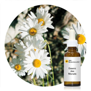 Read more about the article Ox-eye Daisy (Pacific Essences)