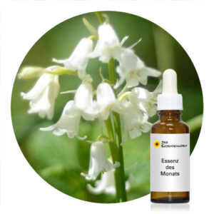 Read more about the article White Bluebell (Crystal Herbs)