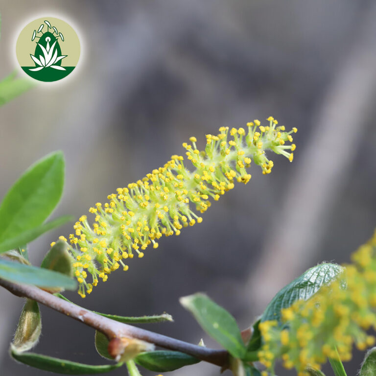 Arroyo Willow (Desert Alchemy)