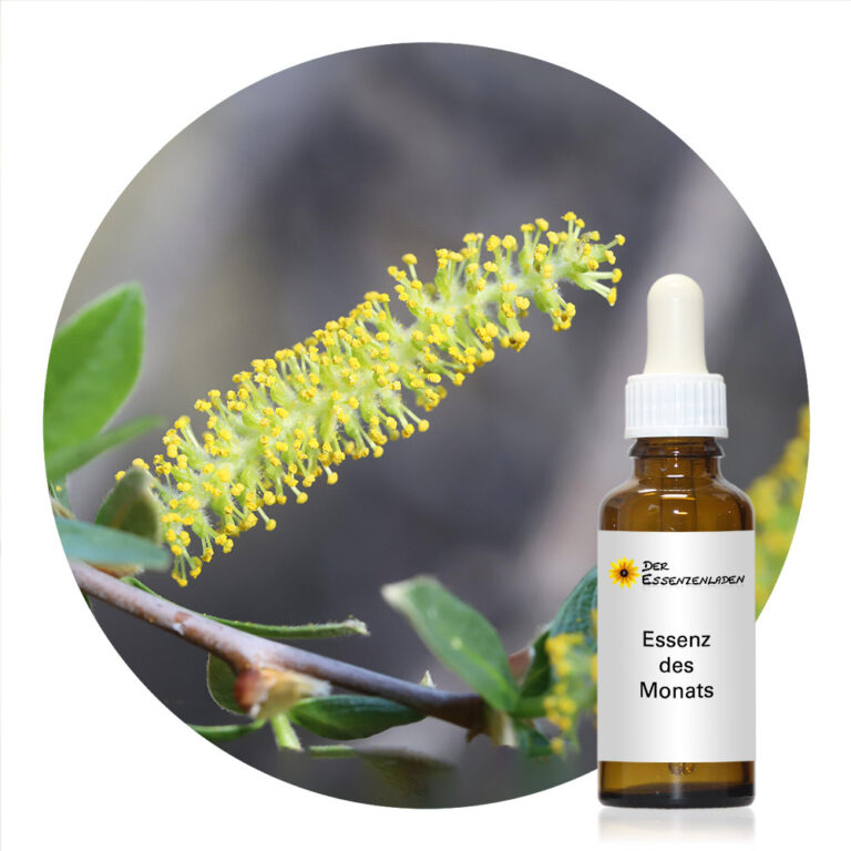 Arroyo Willow (Desert Alchemy)