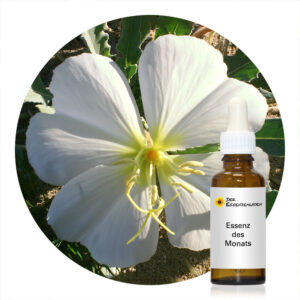Read more about the article Birdcage Evening Primrose (Desert Alchemy)