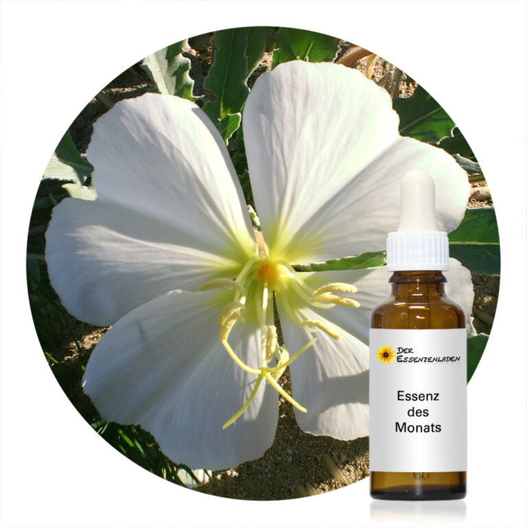 Birdcage Evening Primrose (Desert Alchemy)