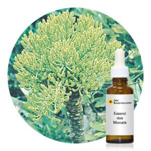 Read more about the article Mountain Cabbage Tree (South African Essences)