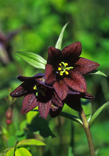 Chocolate Lily (Alaskan Essences)
