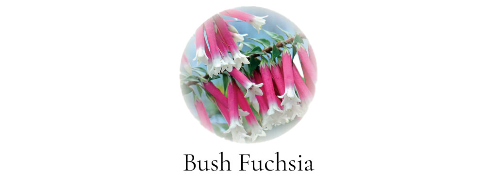 Abf April 2024 Bush Fuchsia