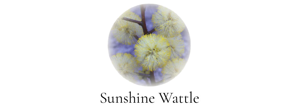 Abf April 2024 Sunshine Wattle