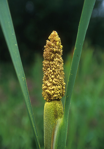 Cattail Pollen (Alaskan Essences)