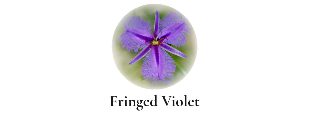 Fringed Violet (Australische Buschblüten Essenzen)