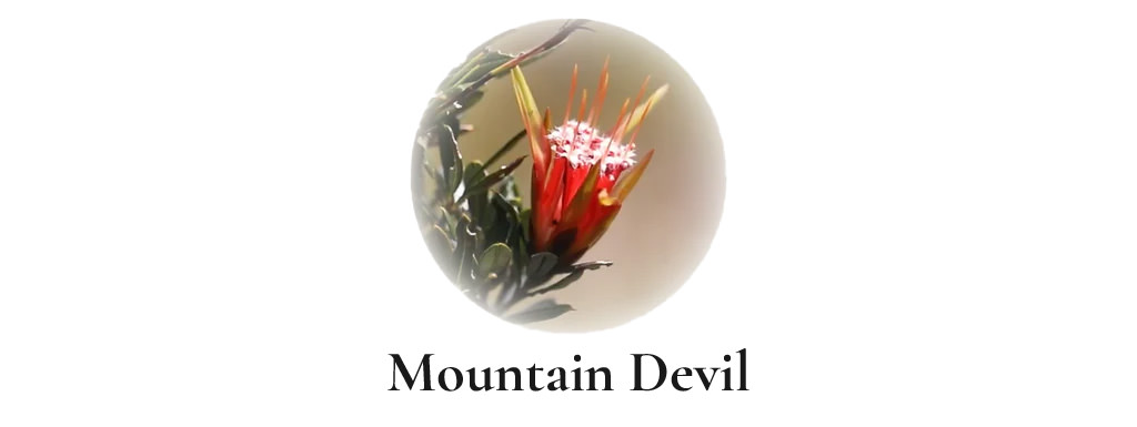 Mountain Devil (Australische Buschblüten Essenzen)