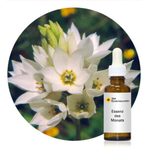 Read more about the article Chinkerinchee (South African Flower Essences)