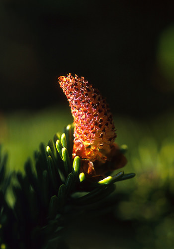 Sitka Spruce Pollen (Alaskan Essences)