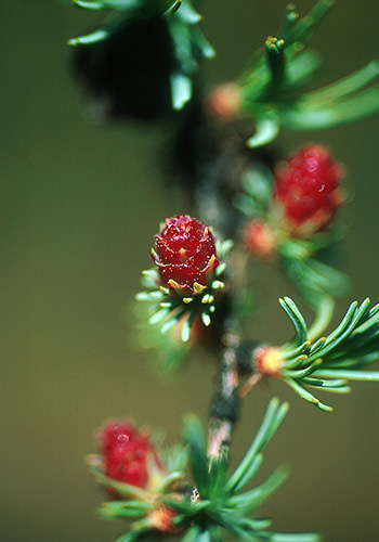 Tamarack (Alaskan Essences)