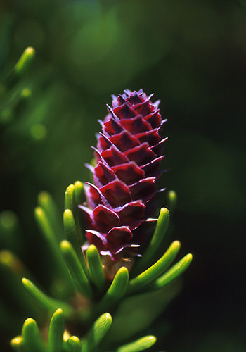 White Spruce (Alaskan Essences)