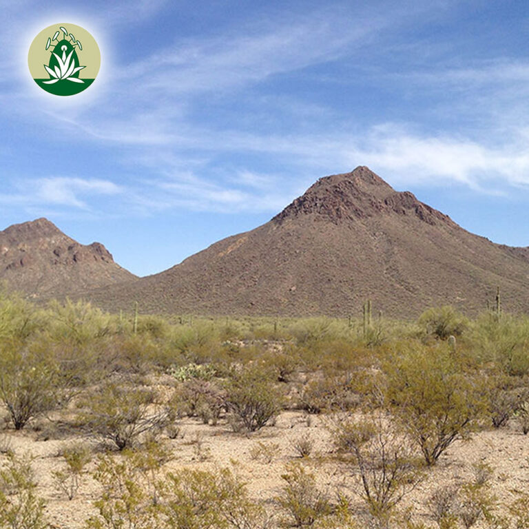 Hilfreiche Wüstenblüten Essenzen – Juli 2024 (Desert Alchemy)