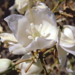 Soaptree Yucca (Desert Alchemy)