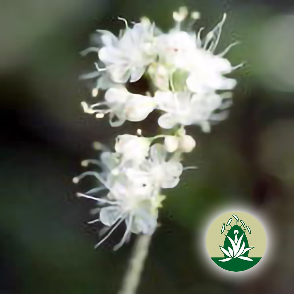 Wild Buckwheat (Desert Alchemy)