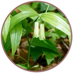 Fairy Bell (Pacific Essences)