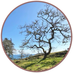 Garry Oak (Pacific Essences)