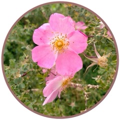 Nootka Rose (Pacific Essences)