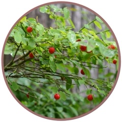 Red Huckleberry (Pacific Essences)