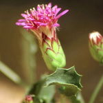 Desert Holly (Desert Alchemy)