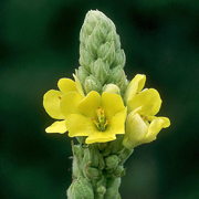 Mullein (Desert Alchemy)