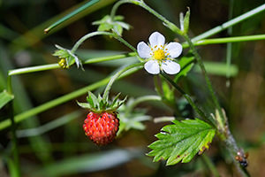 Strawberry (Spirit-in-Nature Essences)